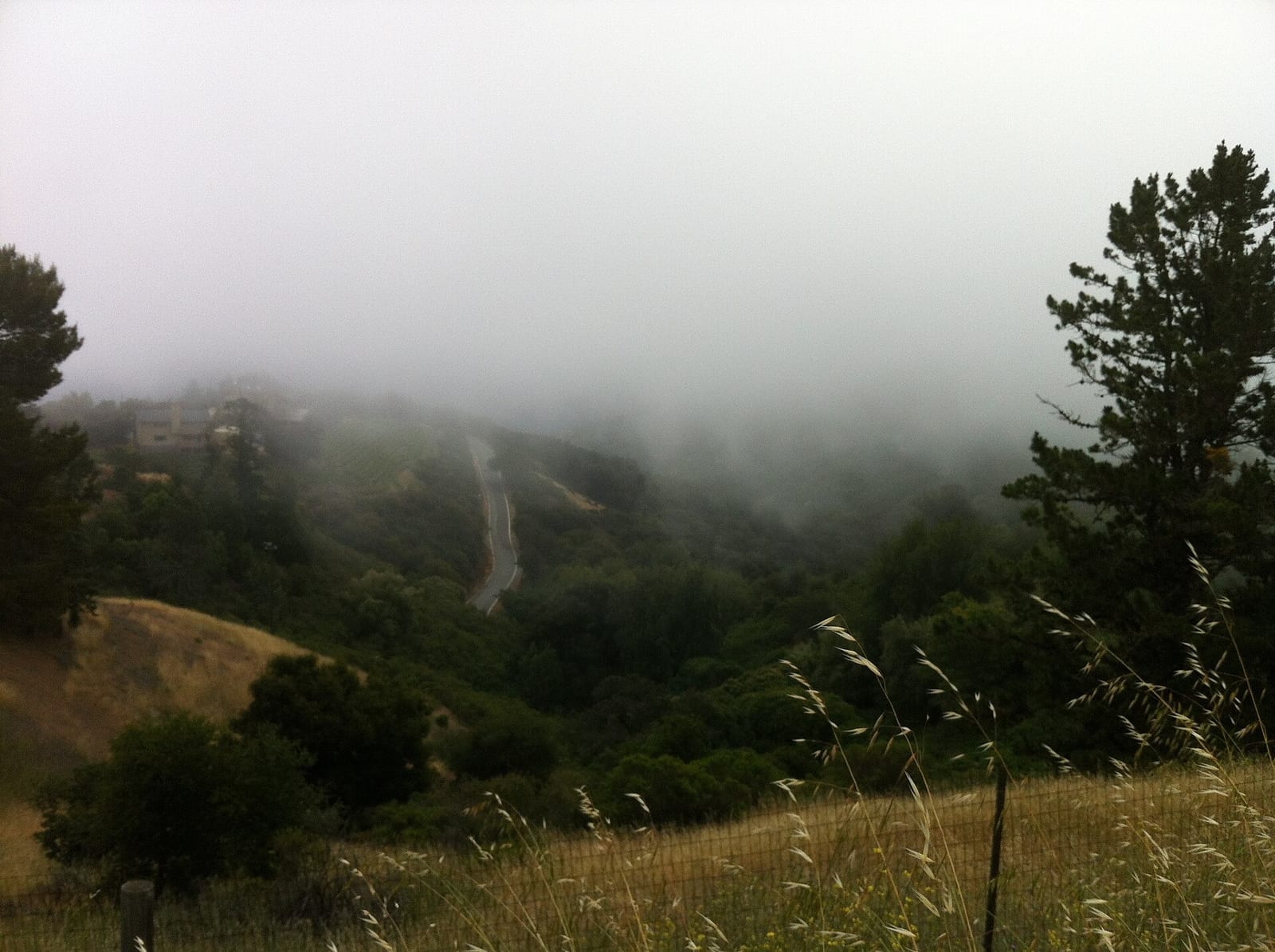 Fog settling over wooded foothills in the Santa Cruz Mountains