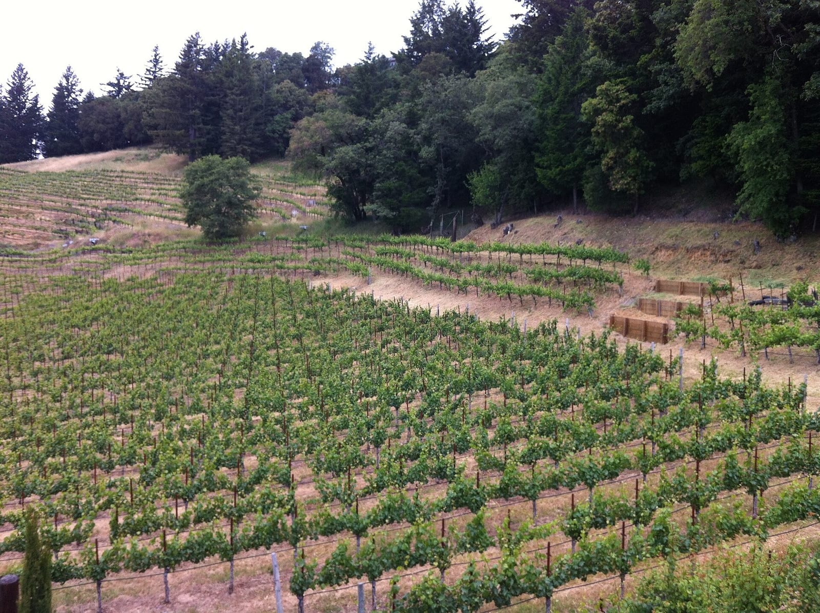 Rows of young grapevines on a hillside vineyard ringed by redwoods in the Santa Cruz Mountains