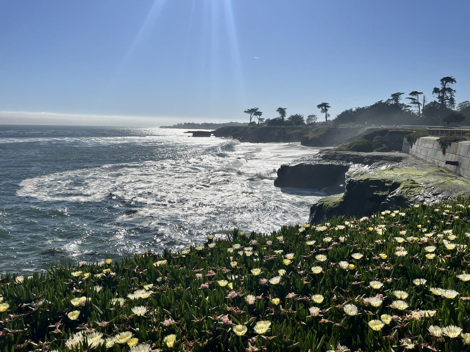The West Cliff coastline in Santa Cruz with waves below and pale yellow ice-plant flowers in the foreground