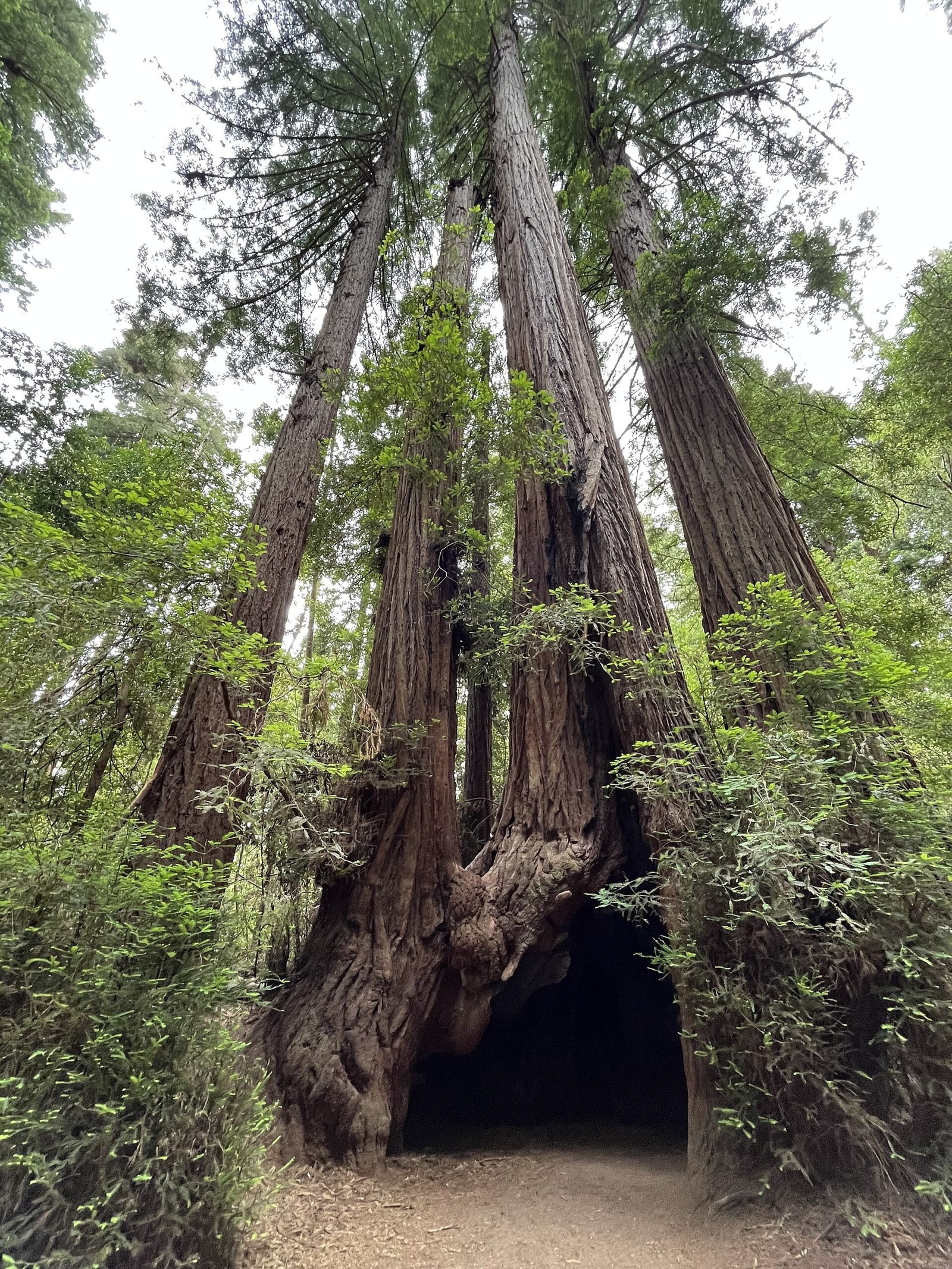 Towering old-growth redwoods with a hollow trunk at Henry Cowell Redwoods State Park